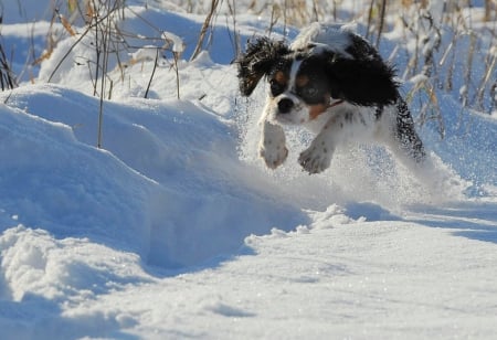 Show'em what you got! - ability, jump, dog, snow