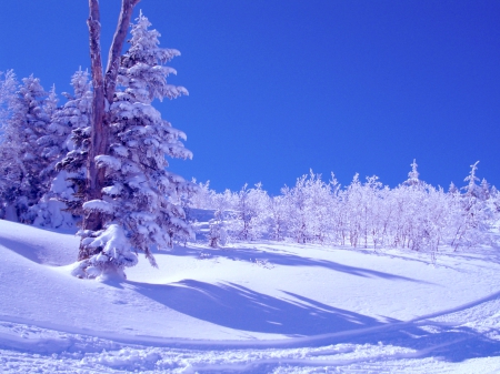 SNOW CARPET - field, trees, winter, nature