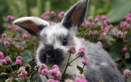 Cute bunny - easter, claire gillam, bunny, spring, rabbit, pink, animal, sweet, cute, flower