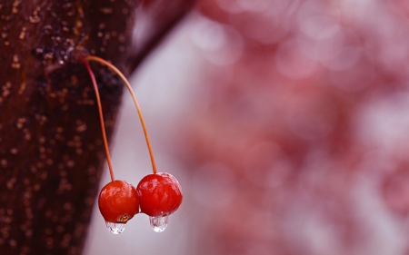 Cherries - water drops, pink, red, cherry, fruit