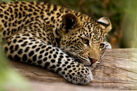 ELUSIVE PREDATOR - leopard, resting, predator, wildlife