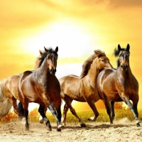 Horses