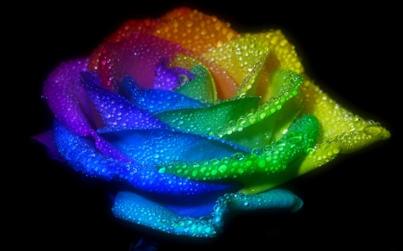 RAINBOW PETALS