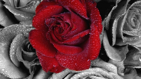 â™¥ - red, roses, black, beauty, beautiful