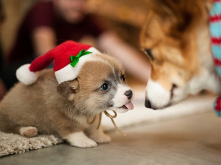 Lovely Santa - love, puppy, animals, dogs, funny