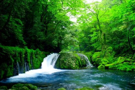 FOREST RIVERFALLS - river, forest, nature, falls