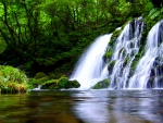 FOREST WATERFALLS