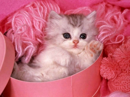 Baby deals cat wallpaper