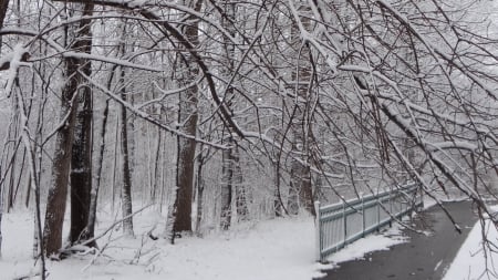 Winter in the park - winter, park, trees, snow