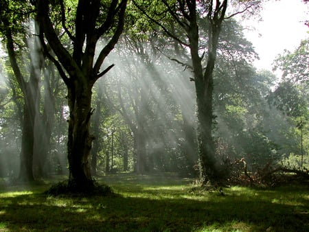 Lightbeams - wood, nature, sunlight, forest, mist