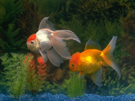 Goldfish - fishtank, goldfish, swimming