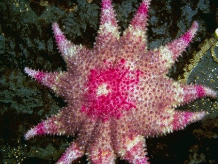 Under the sea - coral reef, reef fish