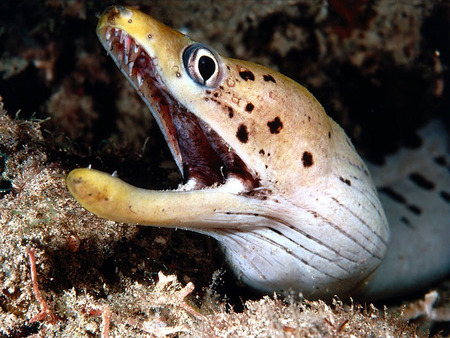 Moray Eel - moray eel, ocean, floor