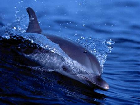 Dolphin-Skimming the water - ocean, beach, skimming the water, water, wet, mammal, pretty, blue, beautiful, fish, sweet, sea, dolphin