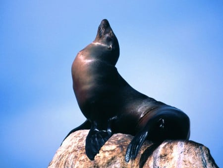 Seal on the rocks - blue sky, ocean, rocks, seal