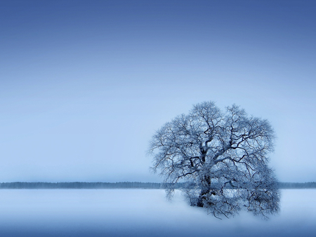 Ice tree - ice, trees