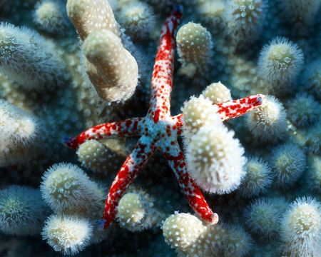 Sea Star - sea star, coral reef, ocean, star fish