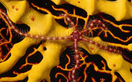 Coral Growth - starfish, coral, coral reef, ocean