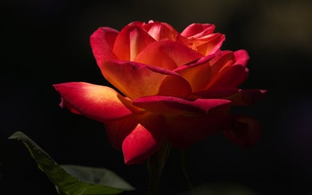 Perfect Moment - red two toned rose, on black, flower