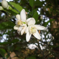 white flower