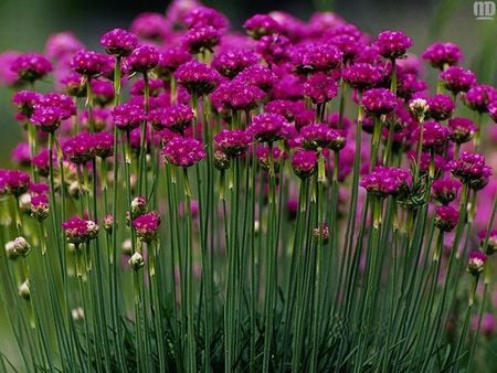 Crimson Blooms - crimson flowers, garden