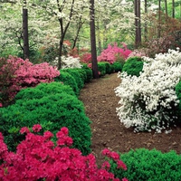 Azalea Gardens