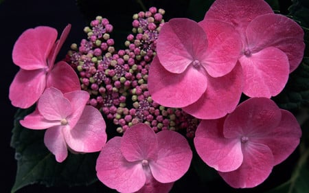 Pink in Shadows - flowers, pink hydraneas, on black