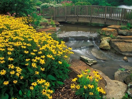 Across the bridge - yellow flowers, bridge, garden, pond, rocks