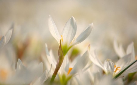 Dreamy Flowers - white flowers, misty