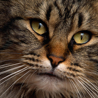 CONTEMPLATIVE BROWN KITTY