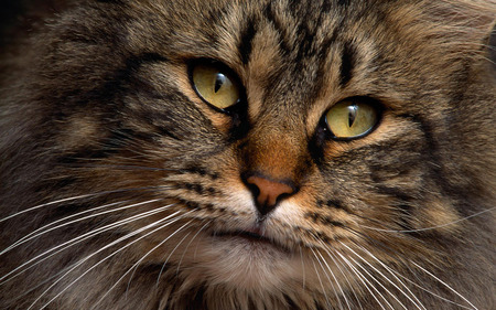 CONTEMPLATIVE BROWN KITTY - brown, kitty, close-up