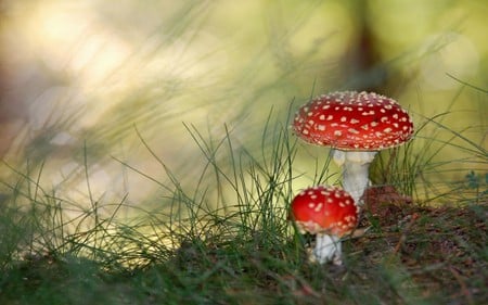 Poisonous Mushrooms - mushrooms, poisonous, field, grasses