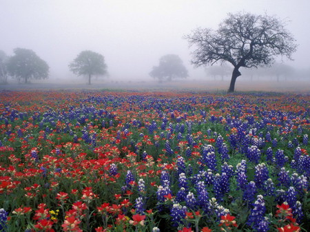 Foggy Field of Flowers - blue flowers, trees, red, field, foggy, misty