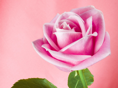 Pink Shadow - pink rose, apricot pink background