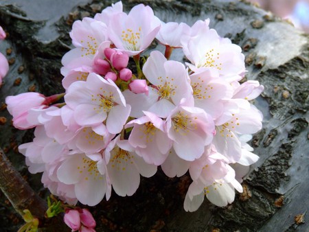 Blossom Bunch - flowers, pink blossoms, tree, soft