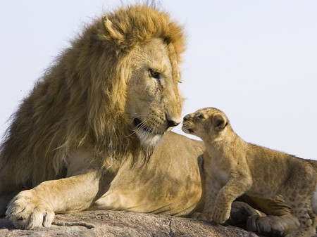 Lion and Cub - sniffing noses, lion, cub