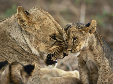 Lioness with young - cubs, lioness, growling, africa