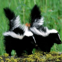 Baby Skunks