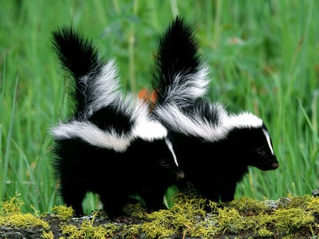 Baby Skunks - 2 baby skunks, grass, mossy log