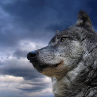 Beautiful Grey Wolf