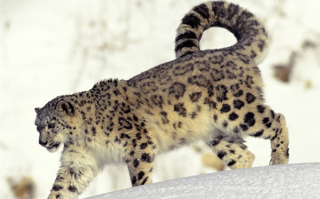 Snow Leopard - winter, mountains, snow leopard, snow