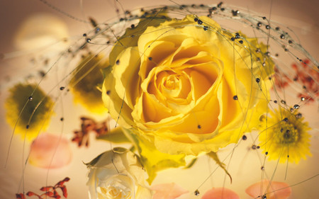 Yellow Rose - flowers, decorations, yellow rose