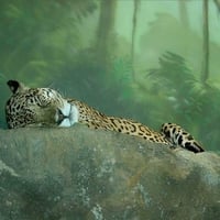 Sleeping Leopard