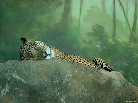 Sleeping Leopard - sleeping, art, leopard, jungle, rock