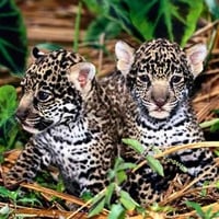 Leopard Cubs