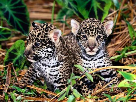 Leopard Cubs - leaves, grass, leopard cubs, jungle