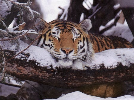 Sleepy Tiger - snowy log, winter, tiger, sleeping