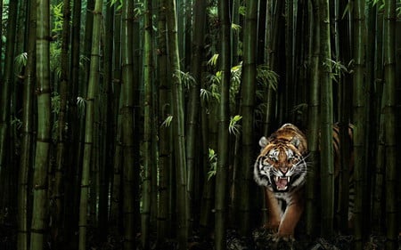 Tiger in the bamboo forest - art, tiger, bamboo forest, growl