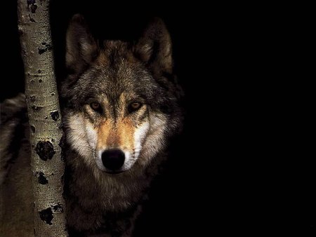 Wolf in the Dark Woods - wolf, night, darkness, tree, woods