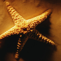 Starfish on the sand